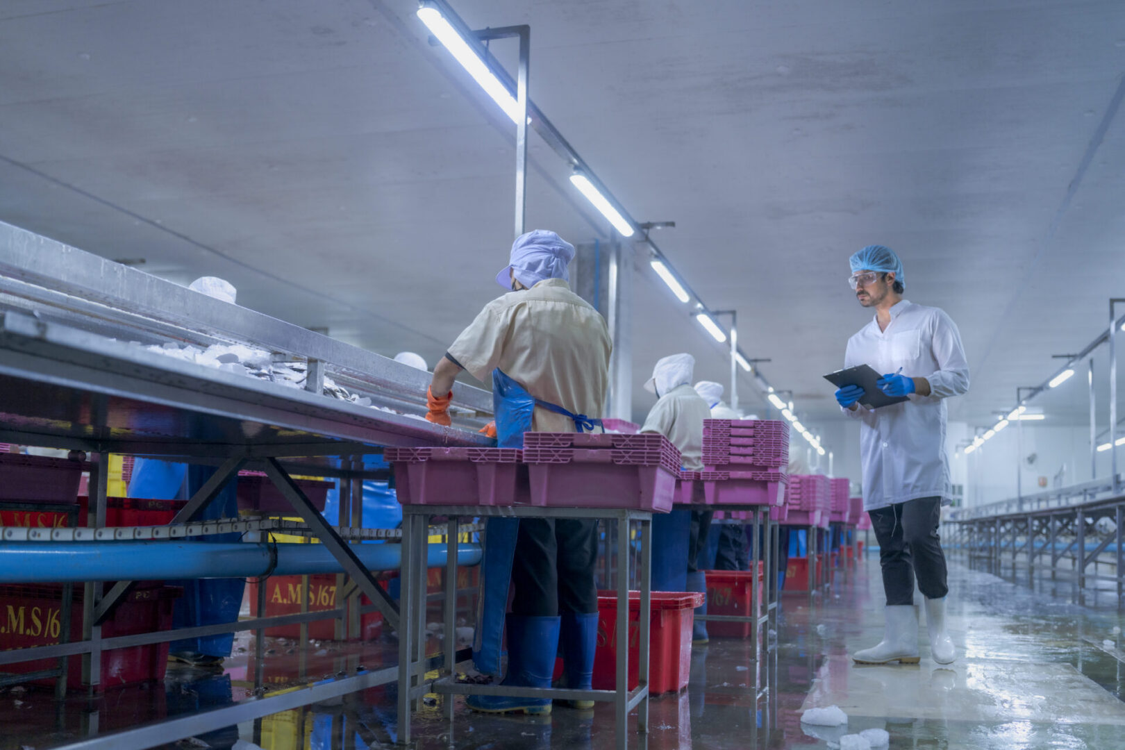 Workers in a food processing plant wearing protective gear, sorting fish on a conveyor belt into pink crates, supervised by a manager with a clipboard, ensuring hygiene and quality control.